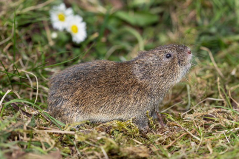 Aardmuis Wesley Overman