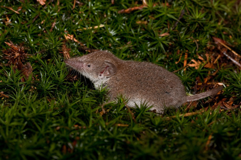 Huisspitsmuis Wesley Overman