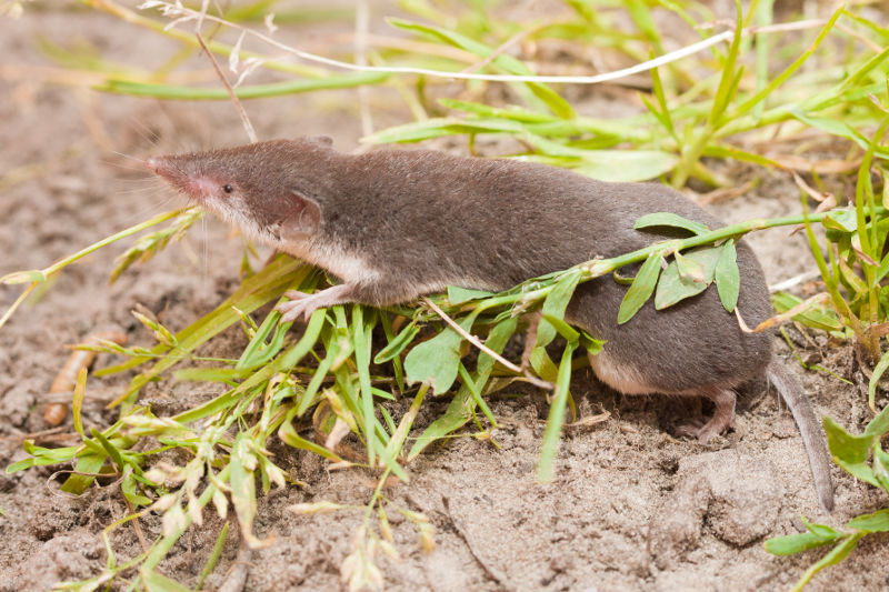 Veldspitsmuis Wesley Overman