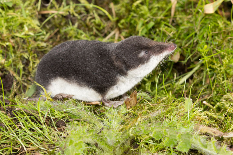 Waterspitsmuis Wesley Overman